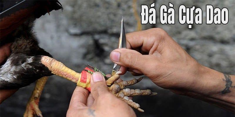 Đá gà trực tiếp New88 Mỹ cựa dao siêu gay cấn