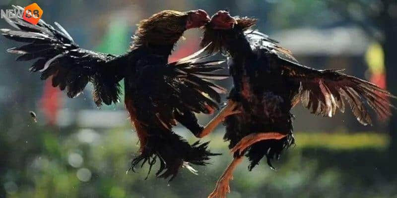 Đặc điểm của gà đá hồi mã thương