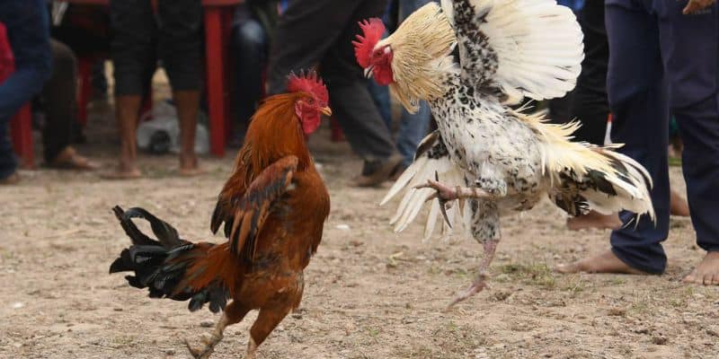 Luật chơi đá gà đổi thưởng cực đơn giản 