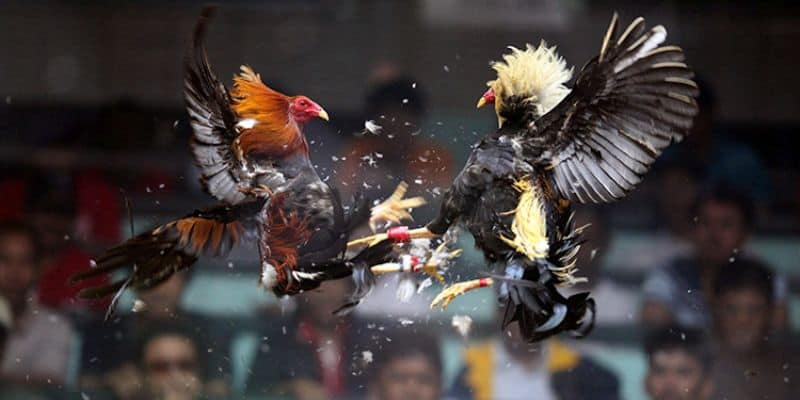 Đặc điểm bên ngoài 