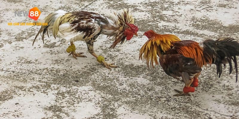 Thế Gà Đá Xạ Là Gì? Cách Nhận Biết Và Lựa Chọn Chuẩn Nhất