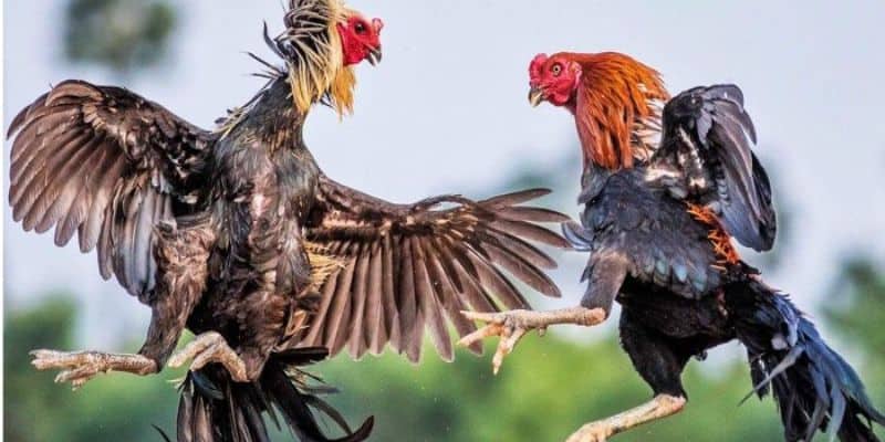 Đòn liên hoàn cước 